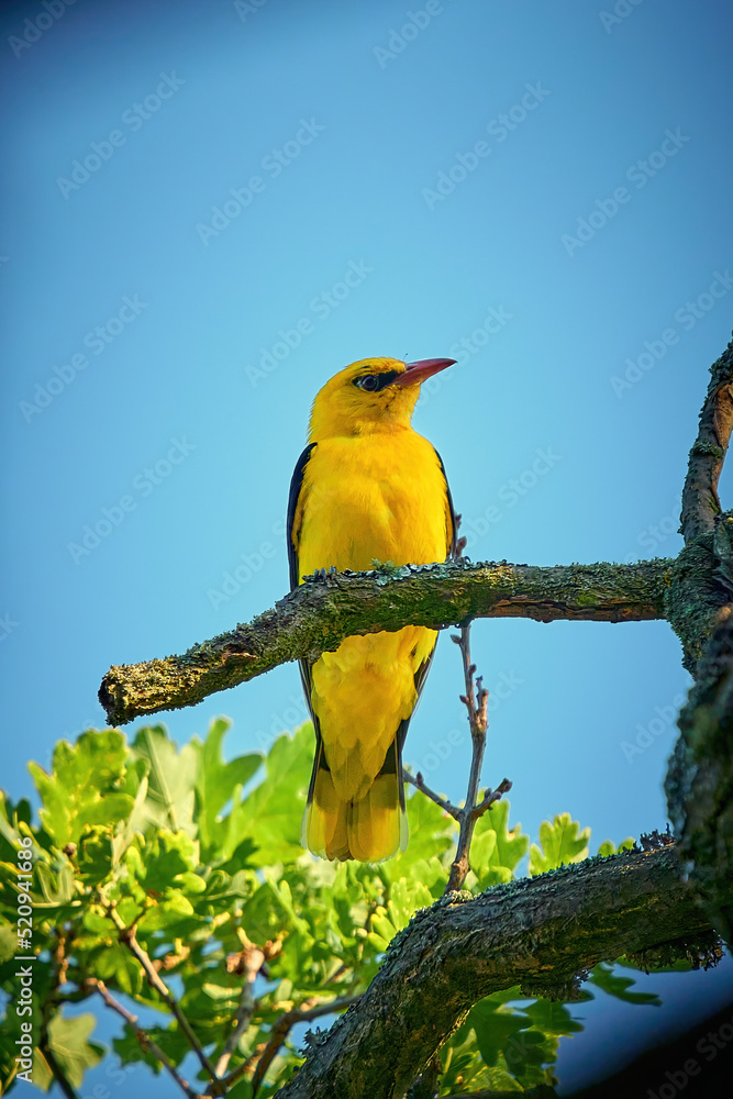 Wall mural Golden Oriole in natural habitat (Oriolus oriolus)