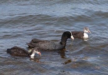Adult Eurasian coot (Fulica atra) with its ducklings swimming and eating. Coot family feeding....