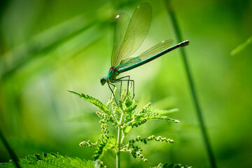 Resting green Dragonfly on a leaf, spread wings