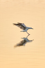 seagull lands on the surface of the water