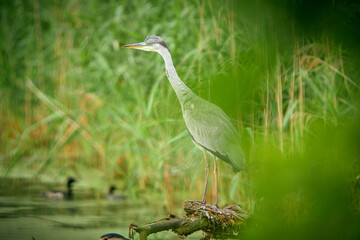 Great gray heron perching on a dead tree limb