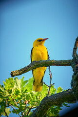 Golden Oriole in natural habitat (Oriolus oriolus)