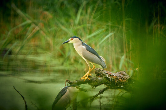 Adult Night Heron standing in a pond on a branch