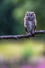 Otus scops owl on the branch