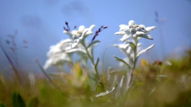 alpine edelweiss flower in the wind