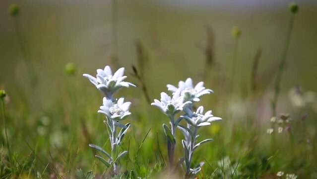 alpine edelweiss flower in the wind