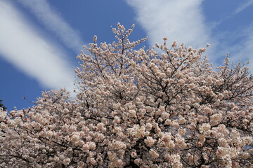 満開の桜　雲と青空