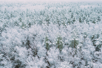 Aerial view of snow pine coniferous forest in landscape in winter. Top view from attitude. Drone view of beautiful european woods at wintertime.
