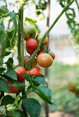 tomatoes growing in the garden