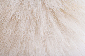 dog fur texture close-up macro