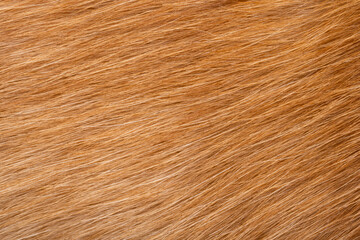 dog fur texture close-up macro
