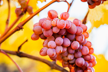 Appetizing bunch of ripe pink grapes on a blurred background of yellow autumn leaves