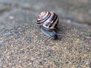 Small snail on the gray stone
