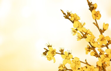 Obraz premium 8 March or Easter greeting card with yellow branch of flower