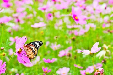 ピンク色のコスモスの花畑で花の蜜を吸うツマグロヒョウモンという蝶々