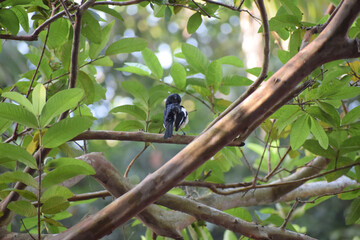 Obraz premium Oriental Magpie Robin