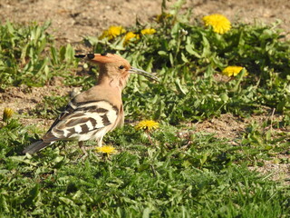 Eurasian hoopoe - Upupa epops