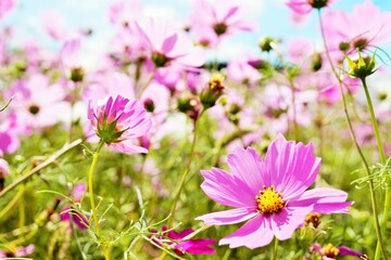 屋外の青空の下のきれいなピンクのコスモスの花畑