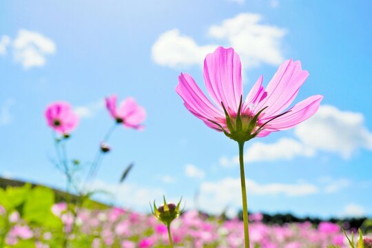 青空を背景に光に透ける花畑のピンクのコスモス