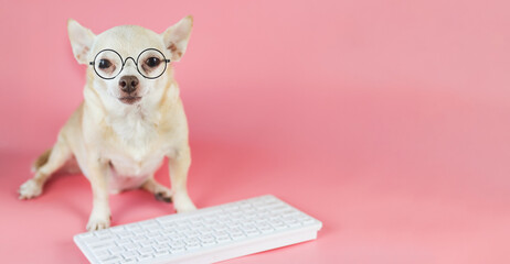 brown Chihuahua dog wearing eye glasses,  sitting with computer keyboard on pink background. Dog...