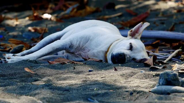 amazing static shoot of a white street dog lay down pleasant sleeping on the sand of a beach in Pavones Costa rica during a hot summer sunny day with great colors