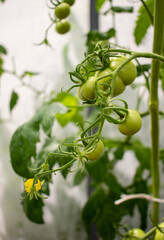 Green and unripe tomatoes growing in an organic greenhouse farm on a local farming field in Poland. Cultivation fresh vegetables in small farming business in Eastern Europe 