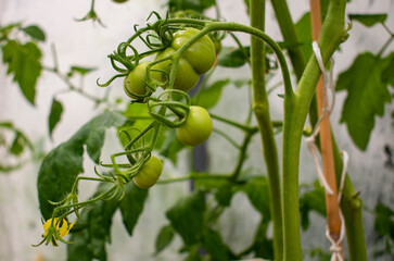 Green and unripe tomatoes growing in an organic greenhouse farm on a local farming field in Poland. Cultivation fresh vegetables in small farming business in Eastern Europe 
