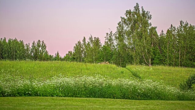 Time-lapse of Midsummer Party At Green Meadow With Campfire And People.