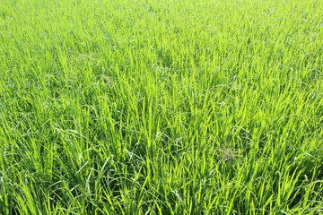 Indonesian rice fields, young rice that has not yet fruited