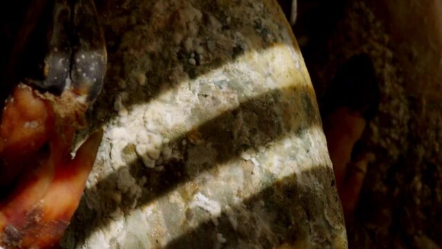 Leg of Iberian ham detailed macro shoot moving, where it is seen in the reflections of light on the black brown skin of the Iberian pig . the curator put a stick inside the leg where details are shown