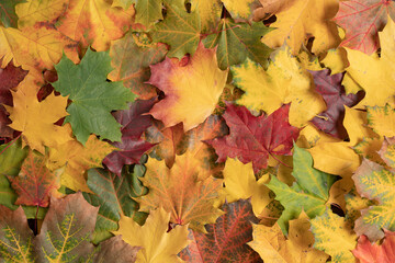 Naklejka na ściany i meble autumn maple leaf flat lay