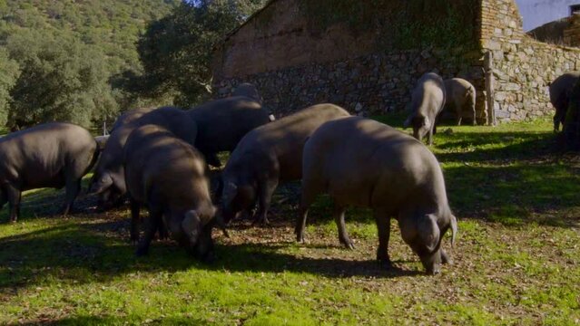 static shoot of piglets family while grazing  eating next under a tree in the green meadow of the green Sierra de Aracena with its cork oaks from which acorns fall which the pigs eat on a sunny day