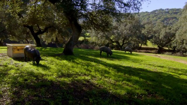 static shoot of piglets group while grazing  eating next under a tree in the green meadow of the green Sierra de Aracena its cork oaks from which acorns fall which the pigs eat on summer sunny day