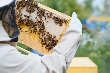 Beekeeping, beekeeper at work, bees in flight.