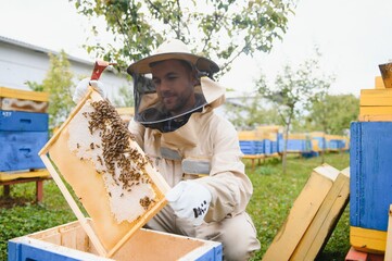 Beekeeper is working with bees and beehives on the apiary. Beekeeping concept
