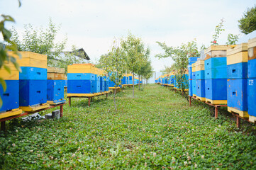 Fototapeta na wymiar Hives in an apiary with bees flying to the landing boards. Apiculture