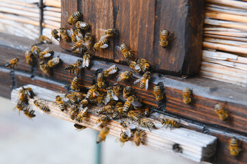 Beekeeping, beekeeper at work, bees in flight.