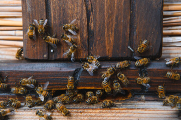 Fototapeta na wymiar Close up of flying bees. Wooden beehive and bees.