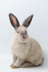 A cute rabbit sitting against white background	