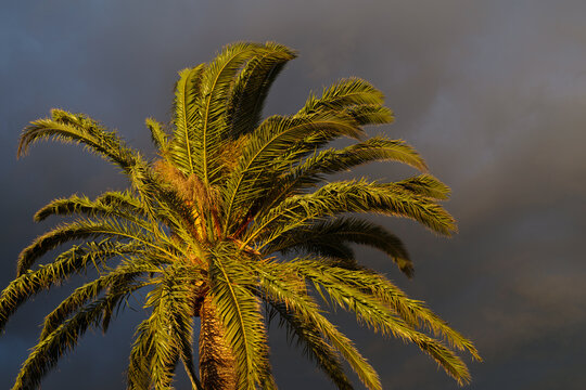 Sunset light on palm tree
