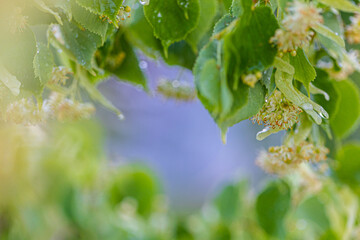 Linden tree blossom in summer forest, close up of lime blooming