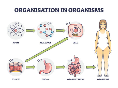 Organisation in organisms with hierarchical level structure outline diagram. Labeled educational scheme with atom, molecule, cell and tissue microscopic example and organ systems vector illustration.