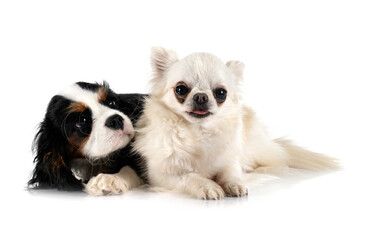 puppy cavalier king charles and chihuahua