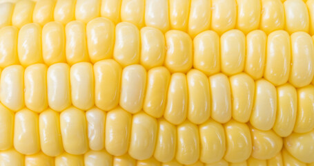 Macro yellow sweet corn background