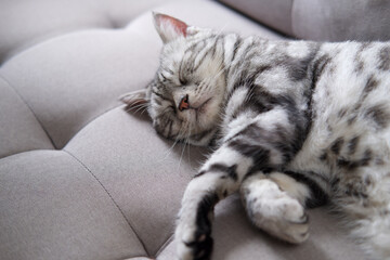 Cat sleep calm and relax on cloth sofa gray color, American shorthair cat breed classic silver color, Cat sleeping or Lie down on soft mattress, Adorable pet with Furniture in living room.