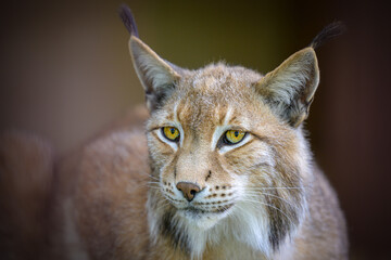 Obraz premium Portrait of American cougar, female.