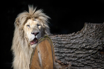 Panthera leo as a portrait on a black background.