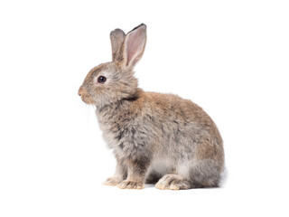 Adorable gray rabbit sitting  on white background.