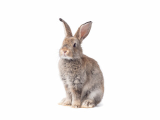 Adorable gray rabbit sitting  on white background.
