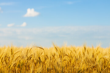 Yellow agriculture field with ripe wheat and blue sky